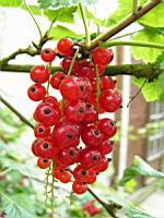 Groseille (Pas de Calais) (02) (Photo F. Mrugala)